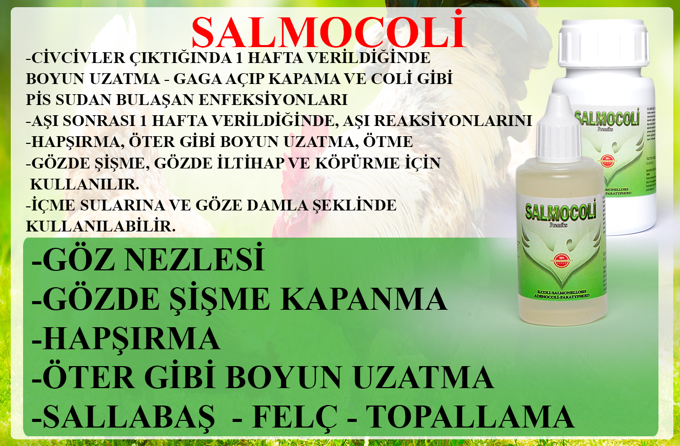 SALMOCOLİ - Görsel 4