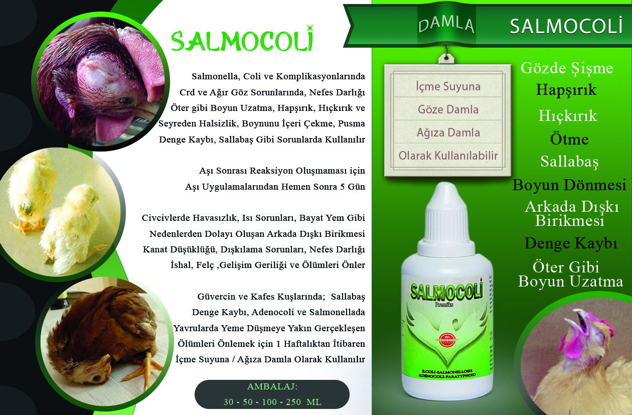 SALMOCOLİ - Görsel 3
