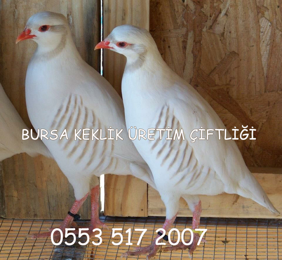 Albino Keklik