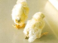 Kanat Düşüklüğü