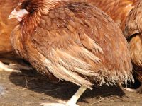 Sick Chicken Symptoms
