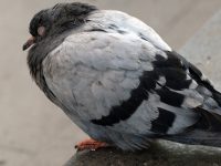 Tüy Kabartma-İshal