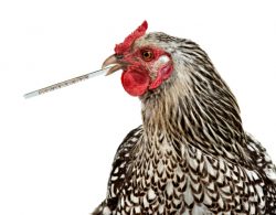 our_chickens_first_visit_to_the_vet